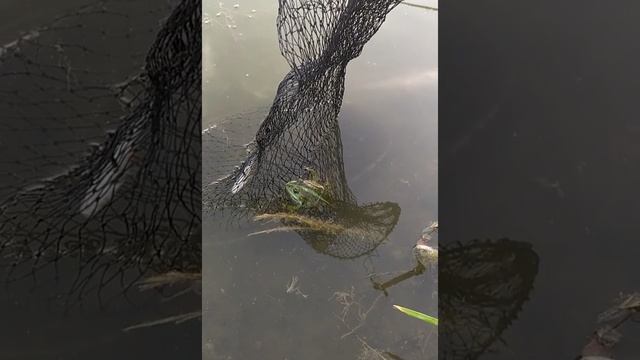 Рыбки захотела?🤔🙂