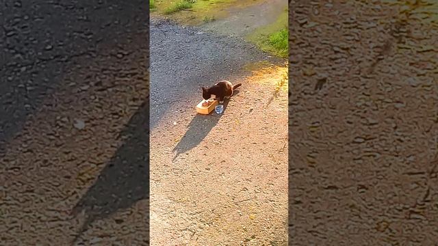 Бездомный КОТИК вернулся голодный #помощьживотным #бездомныеживотные