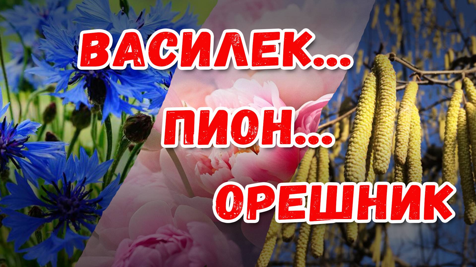 Василек... пион... орешник. Удивительная флора России.