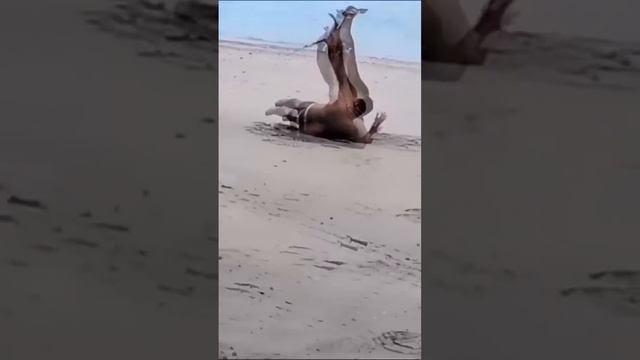 Олень прогоняет туристов с пляжа... 😂