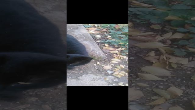 VID_20241123_092723.mp4