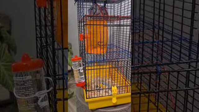 Бег в колесе, но энергии на спуск не хватило)