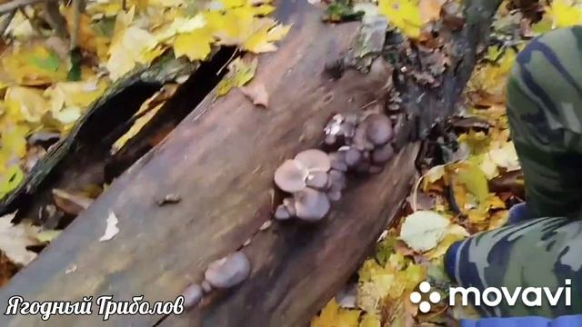 ❗Наши походы за вешенкой 🍄 10.11.2024 г. Курская область❗