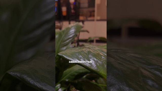 Кофе вредно или полезно? Как я стала кофеманкой в Корее.