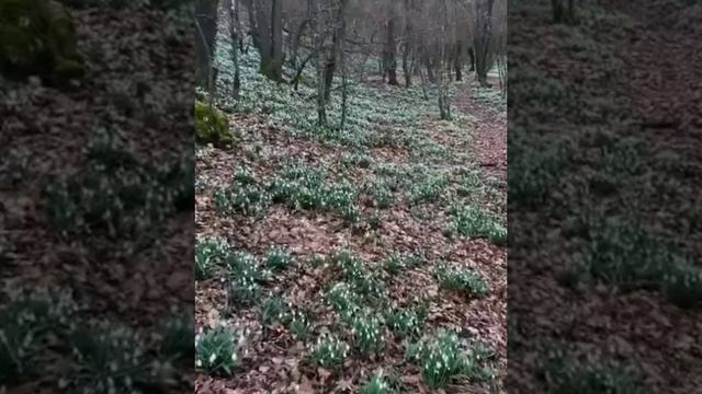 Шопен Фредерик Экспромт -Фантазия До Диез Минор Ор.66, Ван Клиберн.