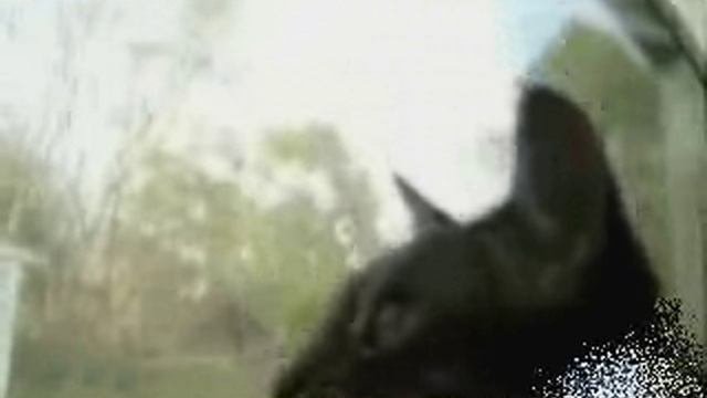 Волнующий разговор кошки