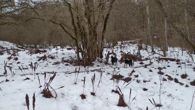 Охота с лайкой и таксой. Охота на лесного кота. Пуля слетела с катушек. Люцик верен традициям.