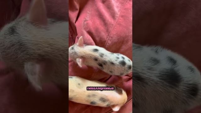 Пигушата в Петербурге
