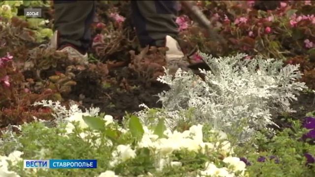 Больше 200 тысяч цветов украсят клумбы Ставрополя