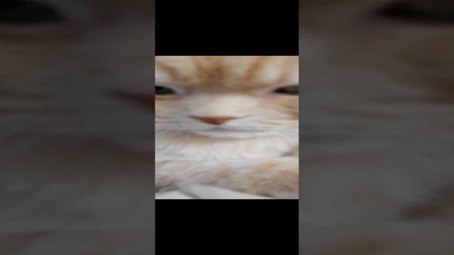 VID_20241104_150307.mp4