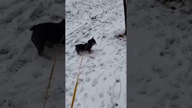 Наш любимый друг против снежного кома)))