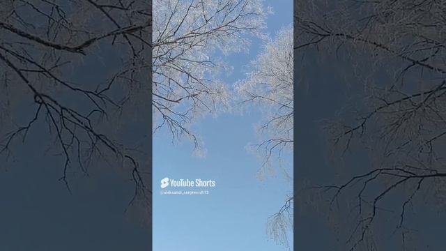Ледяные берёзы