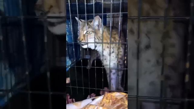 🐆В Щёлково спасли  рысь по кличке Амазонка - она сбежала от владельцев и покусала человека🐆