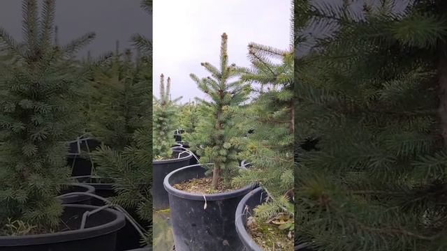 Как правильно ухаживать сосна 2 летная