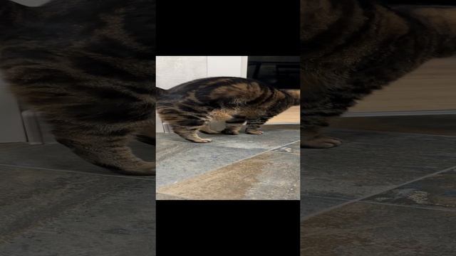ЧЕССИ🐯И ТАК ВСТРЕЧАЕТ КАЖДЫЙ РАЗ
