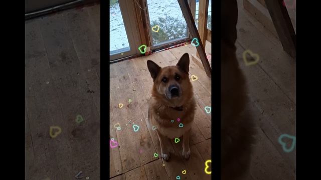 1000007963.mp4 (Собака смотрит на крепёж болтовыми соединениями стропил дома А-фрейм)