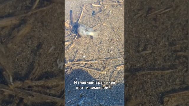 Водяная улитка