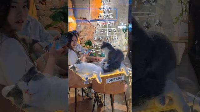 хихичпок юмор подборка