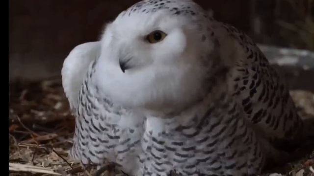 🦉Полярная сова Букля появилась в Московском зоопарке🦉