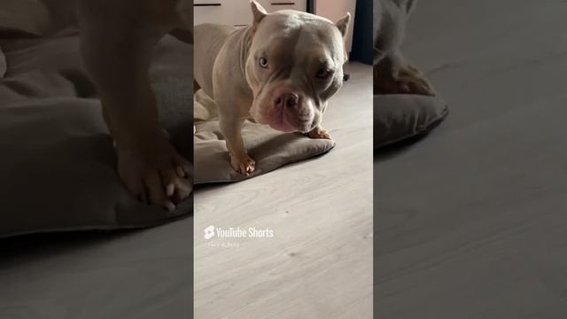 Собака против человека 🦮 #shorts