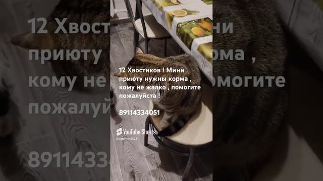 Помогите пожалуйста ,  нашему мини приюту  ! 12 Хвостиков !  #Cat's # помощьживотным # коты # собаки