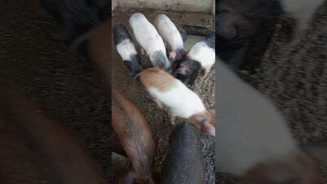 поросята разные