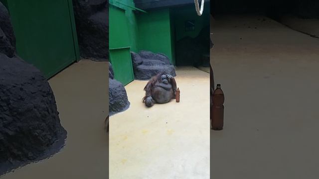 Орангутан