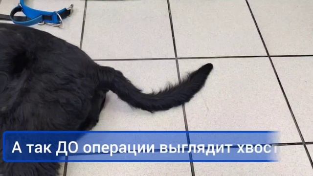 Ризеншнауцер купирование ушей и хвоста