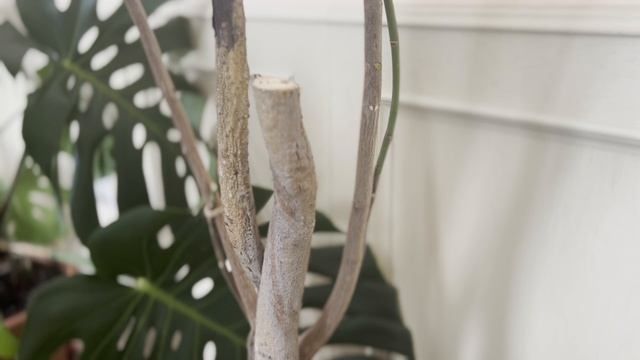 №62. Пахира. Что делать, когда взрослое растение потеряло форму? Обрезка пахиры.