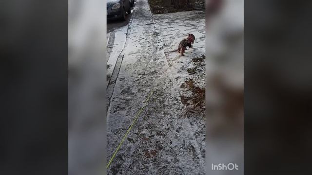 Припорошило снегом нашу Славянку. Постояли с Фросей и побегали с Луной.
