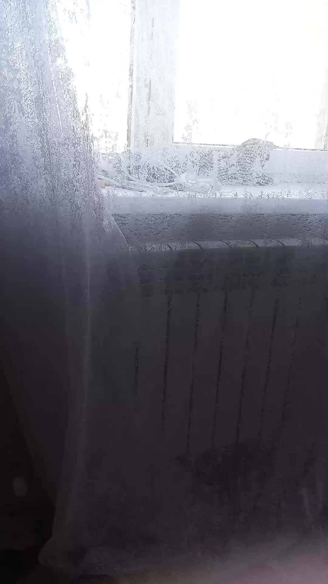 сидим с котом но на окне