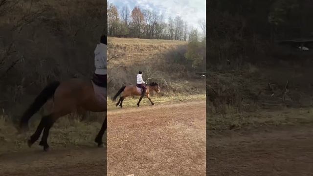 гуляем с Персеем, мой любимый пони.❤