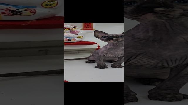 Канадский сфинкс. Шайя. 18.09.2024
окрас черепашка 🎨
