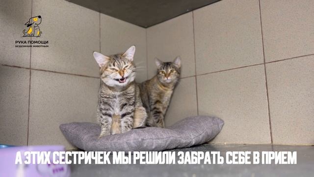 Вновь в наших стенах две сестрички! Поддержать⬇️