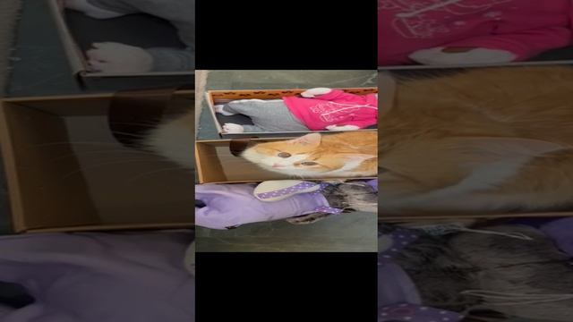 Рыжик забрал коробку у Басиков .