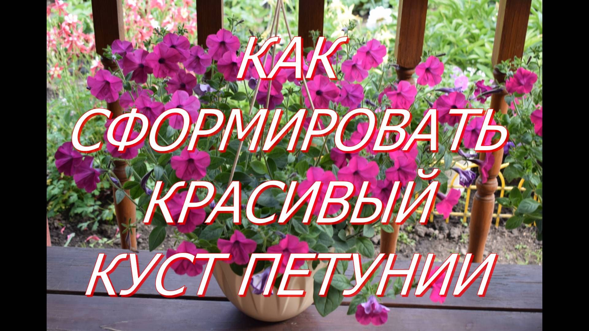 Прищипываю рассаду петунии