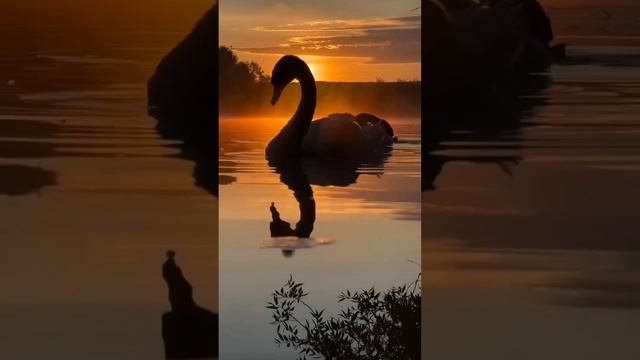 Video 20241123-08.mp4