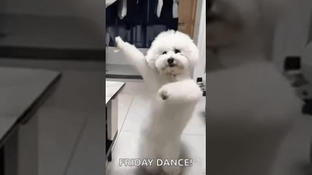 собачка