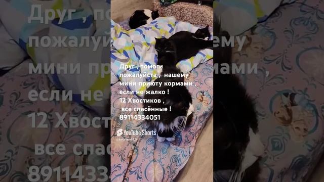 Помогите пожалуйста ,  нашему мини приюту  ! 12 Хвостиков !  #Cat's # помощьживотным # коты # собаки