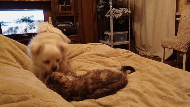 Мира с Тешей играют.