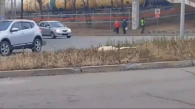 собачка