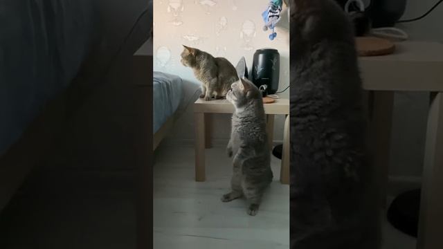 Мохнатые в шоке )