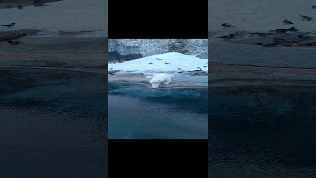 Белая медведица Айка из Московского зоопарка прыгает в воду за карпом
