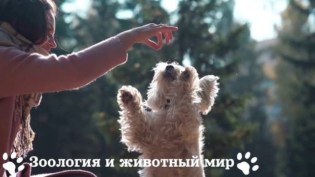 Собачка