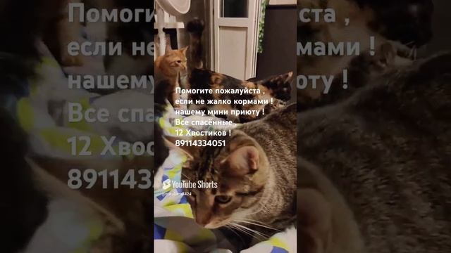 Помогите пожалуйста ,  нашему мини приюту  ! 12 Хвостиков !  #Cat's # помощьживотным # коты # собаки