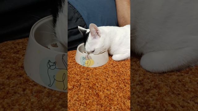 Котик Мишка ищет новую семью 🙏😍