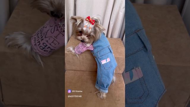 Модная одежда для маленьких собачек