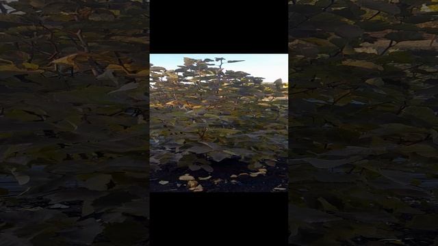 Боярышник осенью.