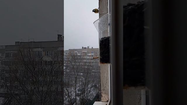 Фотоловушка для птиц (крылья, как вертолет, звук издают).