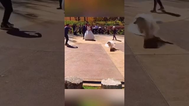 Когда пёсик против стандартных свадебных фотографий